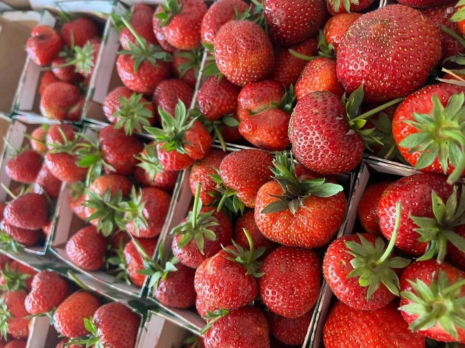 Korgar med färska jordgubbar