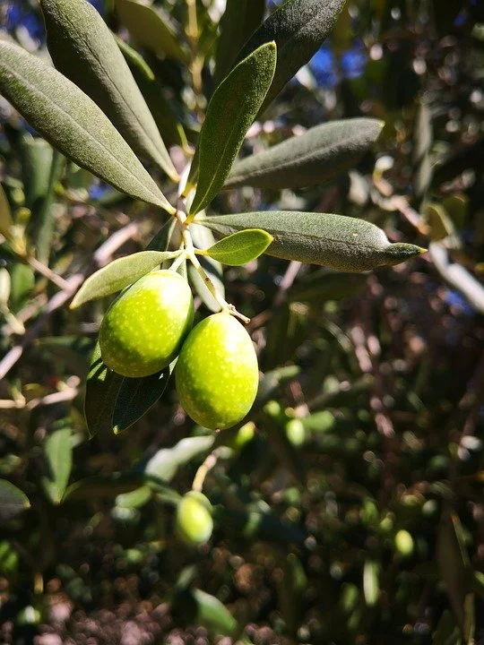 olive-3720687_960_720.jpg