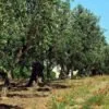 olive-trees-3422846_1280-100x100.jpg
