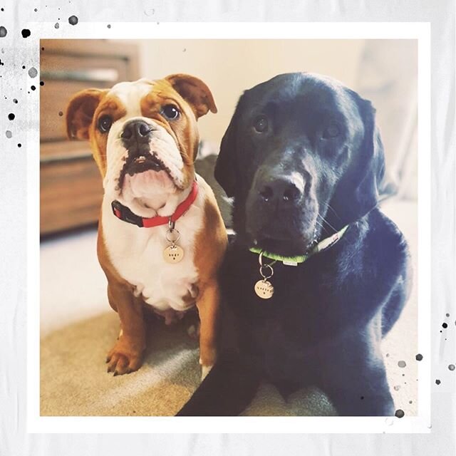 I&rsquo;m not in love you are 🥰 swipe to see the anticipation of Hugo and Harley when their happy post arrived 🐾 ⁣
⁣
📸 @hugo_thebulldog01