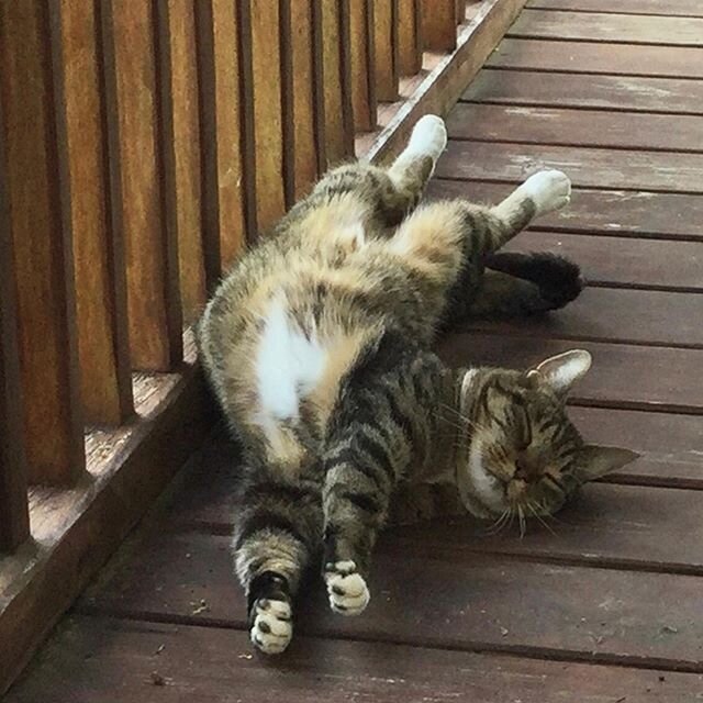 Yoga Pose Number 374 😺
Ziggy has enjoyed our relaxing day on the balcony.
A cool breeze, no direct sunlight and close to us!
Living his best life!
.
#catsoﬁnstagram #yogaposeoftheday #balconylife #catlife #catlovers #cats🐱 #livingourbestlife #franc