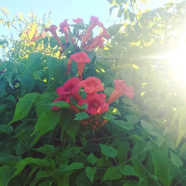 Vive La France!! 🇫🇷 Blue, white and red in the evening sun!
Blue sky, white stars and red trumpets - tres jolie!
.
#eveningsun #vivelafrance #vivelafrance🇫🇷 #tricolore #bluewhitered #livinginfrance #labellefrance #exorefrance #visitfrance #gites 