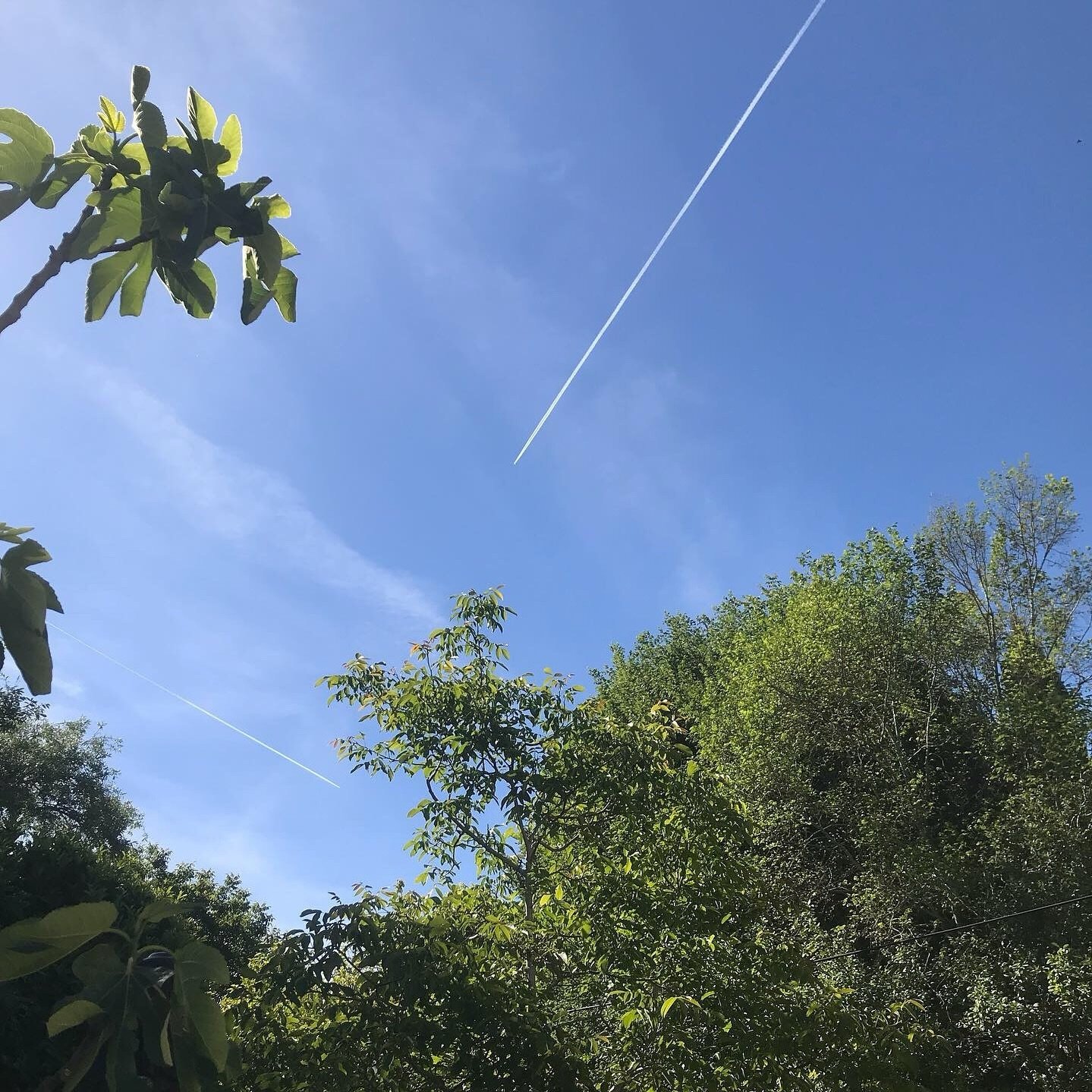 And just like that ~ green leaves &amp; blue skies

#bluesky #fayssellefrance #lotetgaronne