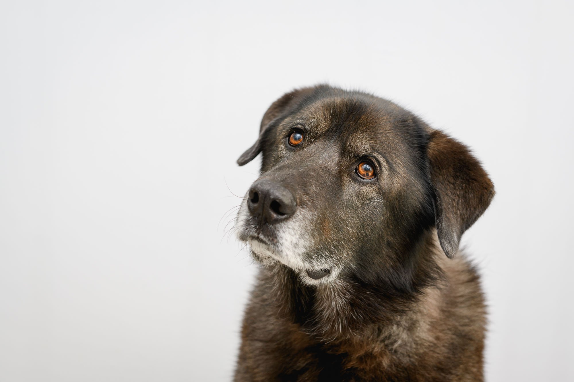 Professional headshot for therapy dog. Personal Branding photography session in Wilton CT by N. Lalor Photography.