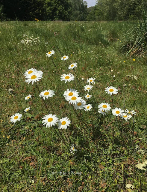 Spring Walk Flower Power Eight ideas for walk with kids in Spring — Jar of Joy Blog