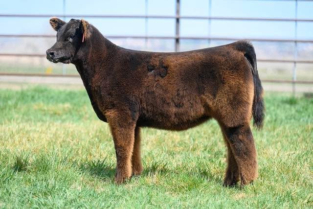 ❤️‍🔥TODAY’S THE DAY❤️‍🔥
It doesn’t matter if you’re looking for a herd sire, your next state fair winner, a heifer project, or those hard to get genetics, our spring sale on SCO is the place to get the job done!
🔗 IN BI