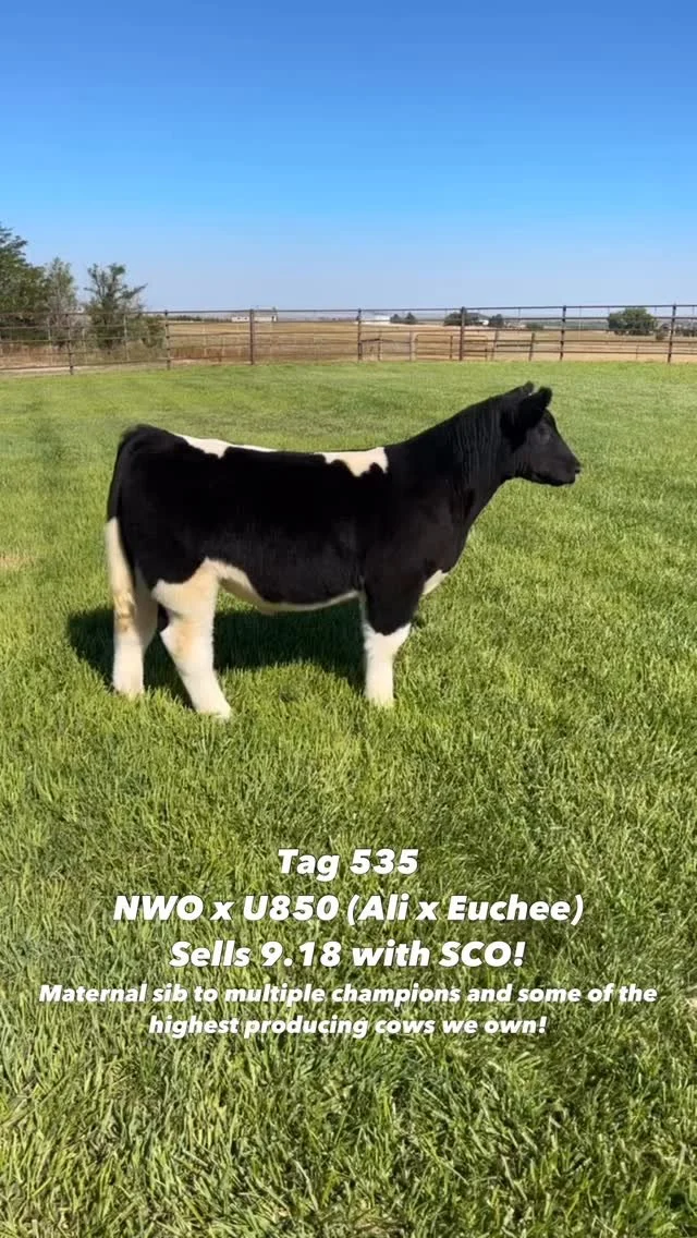 Tag 535 = Standing on Business ๐๐
Sells September 18th on SCO!
Call PD to set up a time to come take a look!
(307) 575-9472