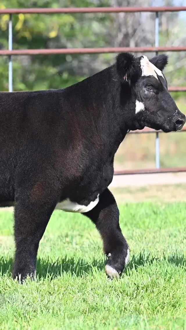 We’ve got more than just two qualified to be a cover calf selling THIS THURSDAY!
(Sept 18th on SCO)
๐ Link in bio!๐
๐ Questions: PD (307) 575-9472