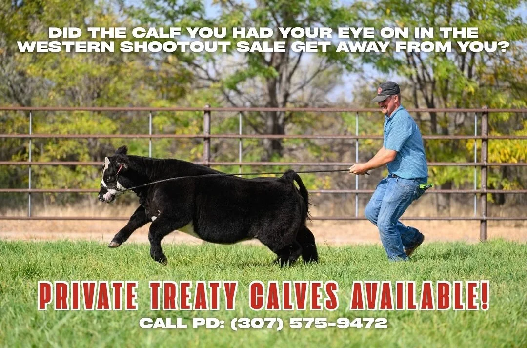 If the calf you had your eye on in our Western Shootout sale got away from you last week, no worries!
🚨WE HAVE PRIVATE TREATY CALVES AVAILABLE!🚨
Starting at $3,500+ we’ve got a wide variety still available at the ranch.
📞 PD: 307-575-947