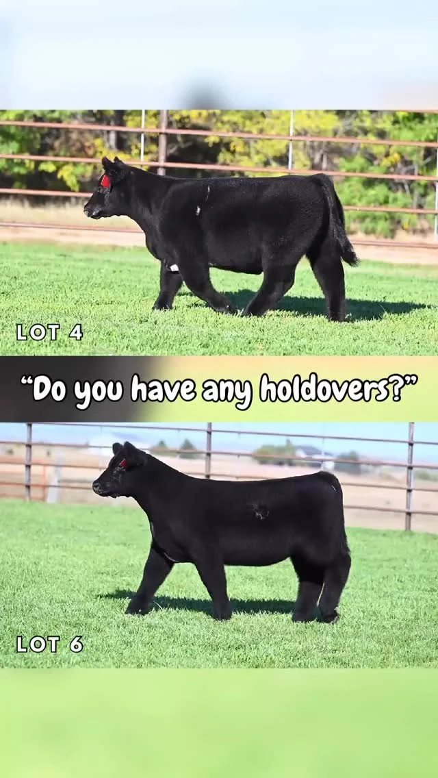 Holdovers? Come pick your type & kind.
SELLING TOMORROW ON SCONLINE!
(October 23rd)
π PD: 307-575-9472
https://www.sconlinesales.com/Bids/AuctionsListing/43262