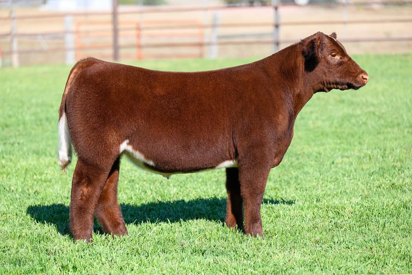 π¨IT’S SALE DAY!π¨
If you’re in Kansas City today be sure to ask PD about this set, if not you can always give him or Paul a call! 
π LINK IN BIO π 
π PD: 307-575-9472
π Paul: 307-532-6508
Lot 9: Perfection x MLC Tonto (One In The