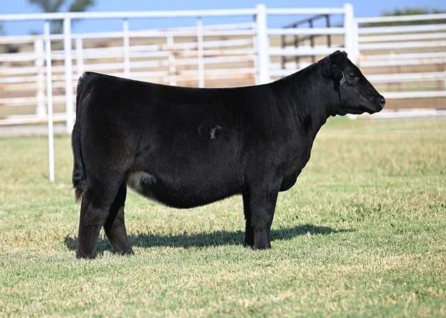 🤎SELLING TOMORROW with T/R CATTLE🤎
2 of 2! 
Lot 5: May Way Cassanova 234 x PDM K210 (Memphis Mafia x W922) 
We’re excited to work with our good friends down south, newlyweds Mr. And Mrs. Trent Ray! 
This one, in particular, is the “c