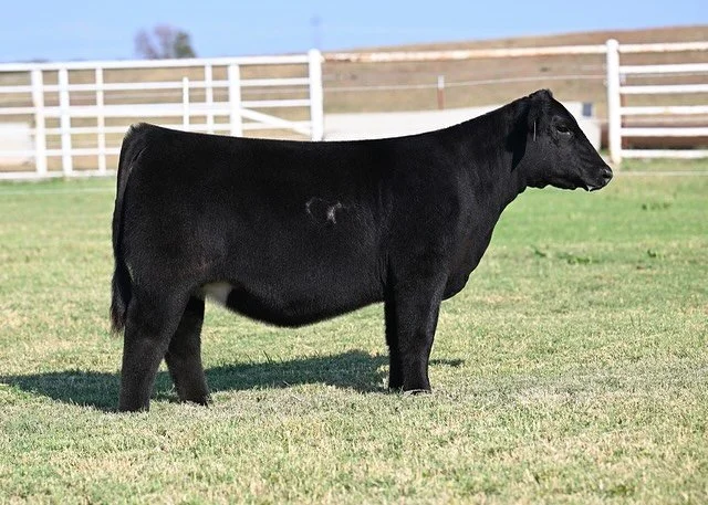 🤎SELLING TOMORROW with T/R CATTLE🤎
1 of 2! 
Lot 4: May Way Cassanova 234 x PDM K232 (Memphis Mafia x W922) 
We’re excited to work with our good friends down south, newlyweds Mr. And Mrs. Trent Ray! 
Of the pair, on the hoof this girl has a