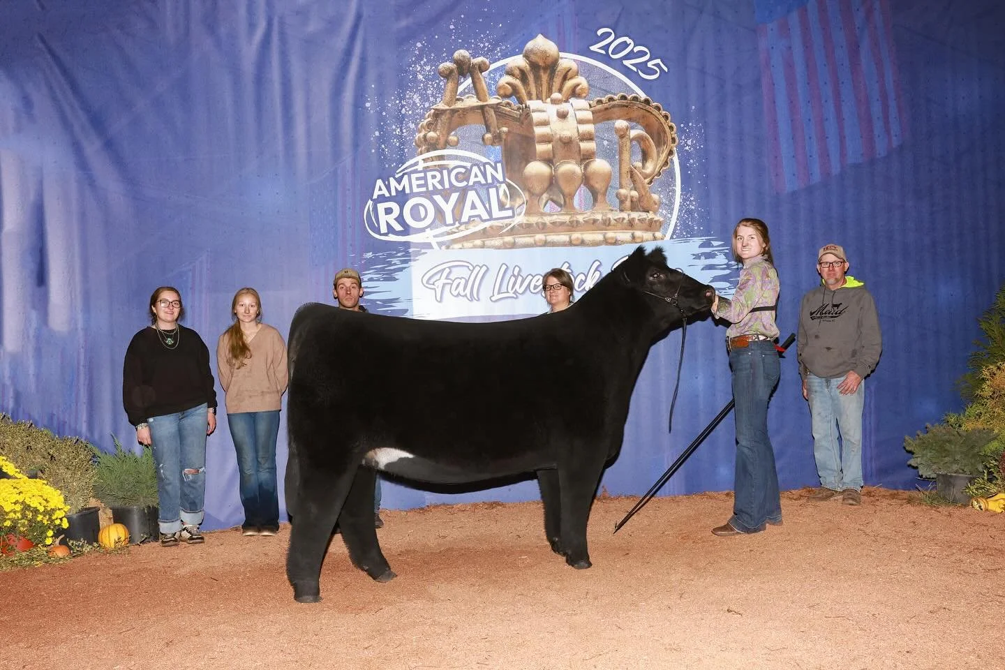 Miss Jody Mead with another backdrop on the board!

🏆 American Royal
Division Champion Mainetainer 
PDM Justified x H000 (Simplify)
Sold as Tag 438 in our September &lsquo;24 sale

Congratulations to the Mead family and thank you for your continued 