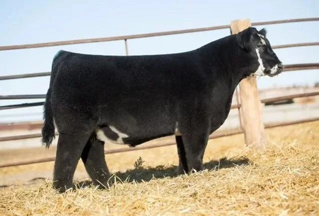 IT IS SALE DAY!!
https://www.sconlinesales.com/Bids/AuctionsListing/44825

You&rsquo;ll find this guy mixed in throughout our Bred Sale so we thought we&rsquo;d take a moment to introduce:

DUEL INTRIGUE 006H
Daddy&rsquo;s Money x Whiskey
TH Free, PH