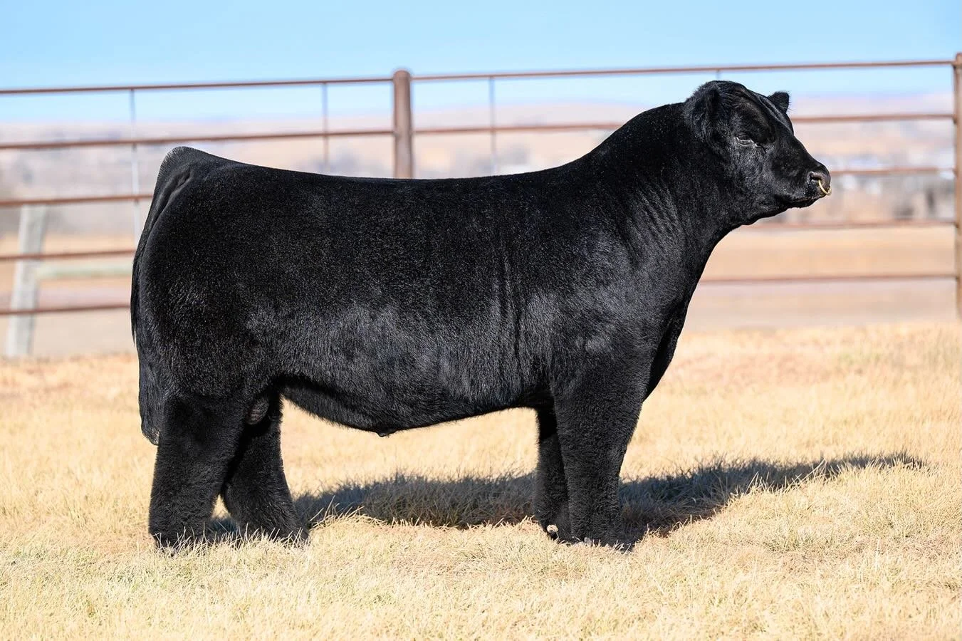 🔨 MIDNIGHT HAMMER🔨 
HIA x 752 (Kelli Clone)
THC PHAF DSC
88lb Birth Weight

Semen available through M Lazy Heart Ranch:
$40/unit

The two cow pedigrees on either side of this mating speak for themselves and have combined to make one husky, freaky r