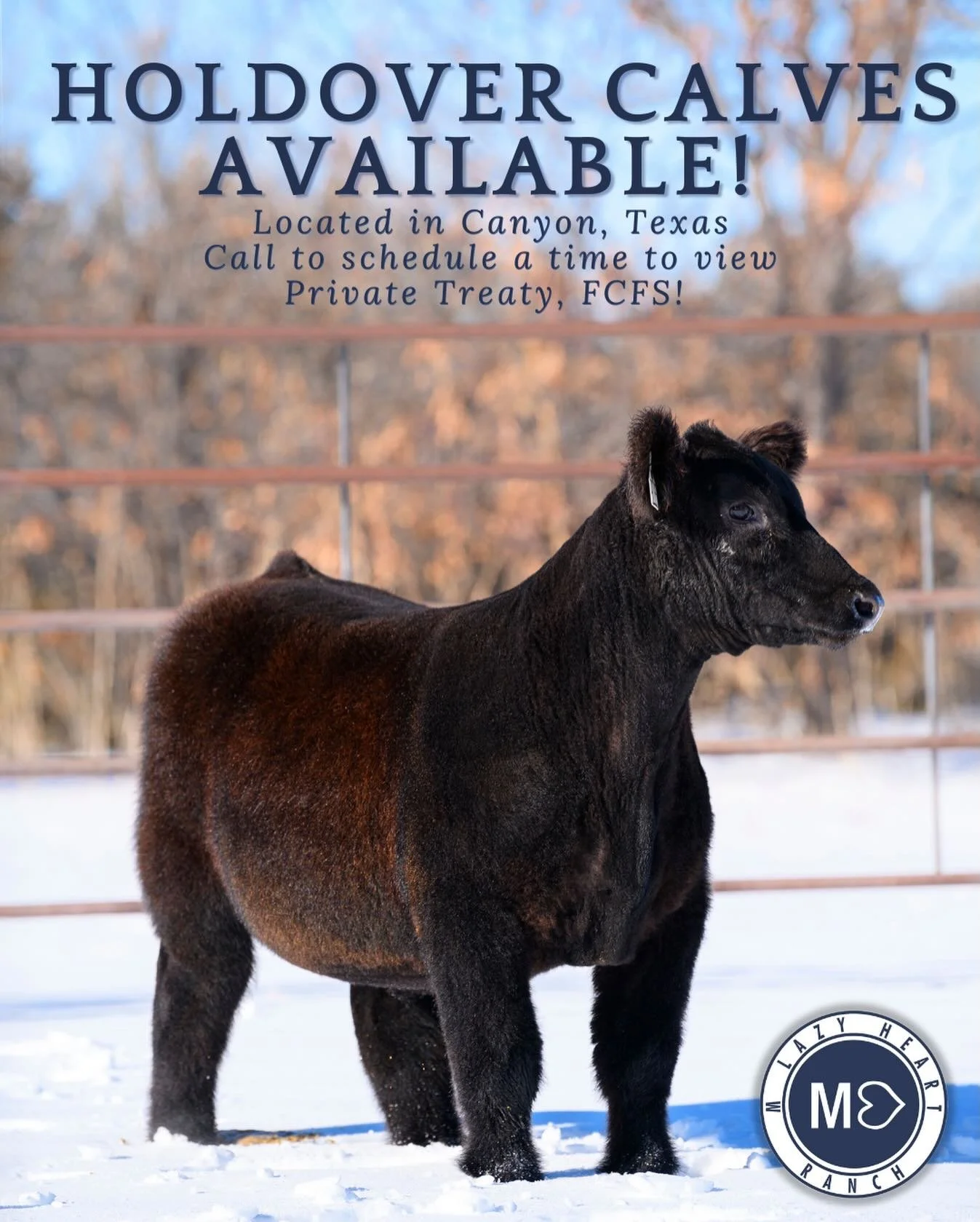 ATTENTION TEXAS: HOLDOVERS AVAILABLE! 
First Come, First Serve!

Located in Canyon, Texas; Give Hunter Muskiet a call to schedule a time to view cattle.
📞 Hunter: (281) 838-5305

For pricing and questions please call PD!
📞 PD: (307) 575-9472