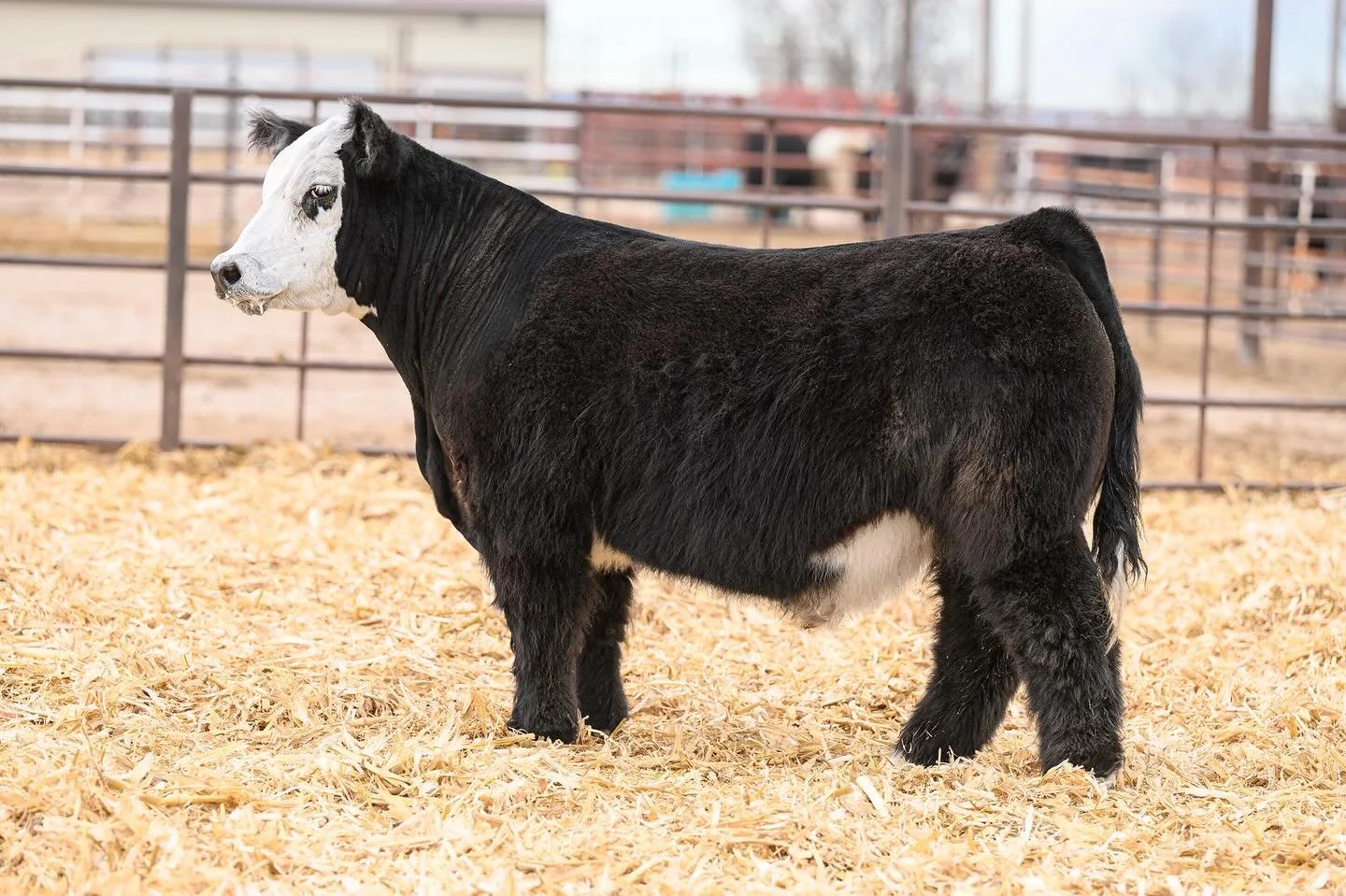 🔥OUR RANCH BULL + SEMEN SALE IS LIVE🔥
🔗LINK IN BIO🔗 

We&rsquo;re excited to officially kick off our sale &mdash; and this guy is as deserving of an intact male as we may have ever produced! He&rsquo;s one sound, swamp bellied, wild lookin&rsquo;