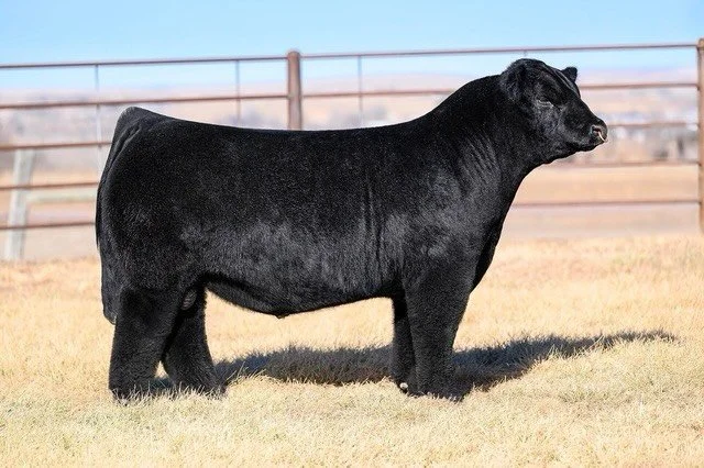 🚨 Semen lots are listed on our sale 🚨
Lots 9 - 20 feature our M Lazyl Heart Bull Battery!
Lots 21 - 34 feature rare semen we have decided to crack out of the vault for your benefit! 

Leading off our semen side of the sale is our newest addition:

