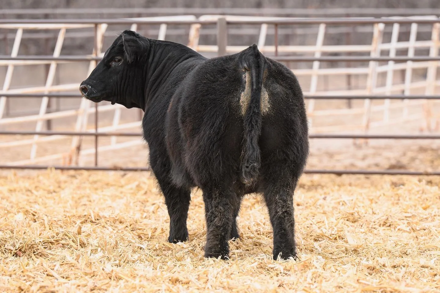 ‼️IT&rsquo;S SALE DAY‼️
🔗 LINK IN BIO 🔗 

The bulls are ready and it&rsquo;s time to get the next herd sire for your operation. If you&rsquo;ve been watching the offering, today&rsquo;s the day to step in and make one yours.

Strong genetics. Funct