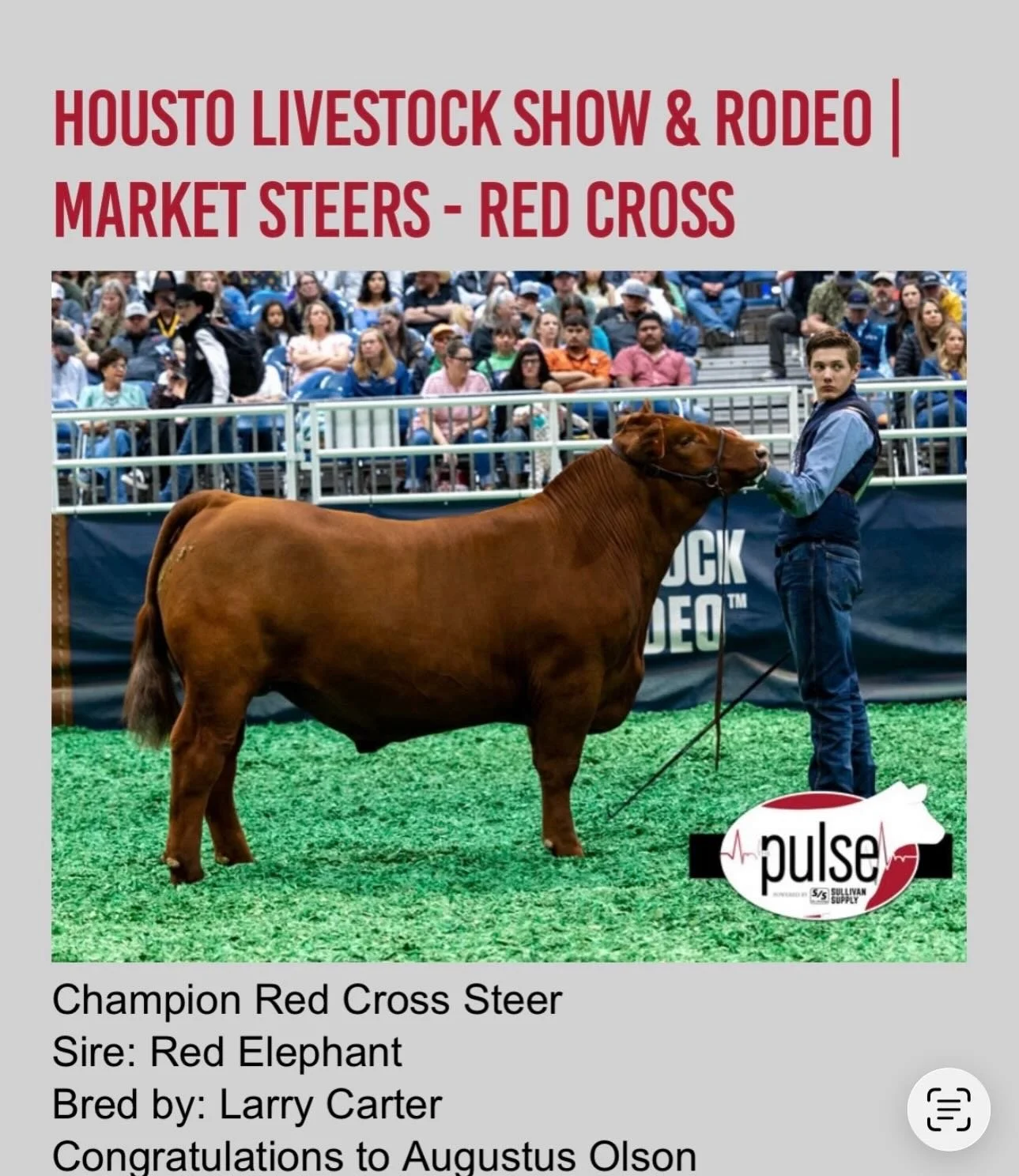 🧑🏼&zwj;🚀HOUSTON, RED ELEPHANT 2 HOLED IT🧑🏼&zwj;🚀 

Red Elephant just made a serious statement at the Houston Livestock Show and Rodeo&hellip;
🏆 Champion Red Cross Steer
🏆 Reserve Champion Red Cross Steer
- Congratulations Augustus Olson &amp;