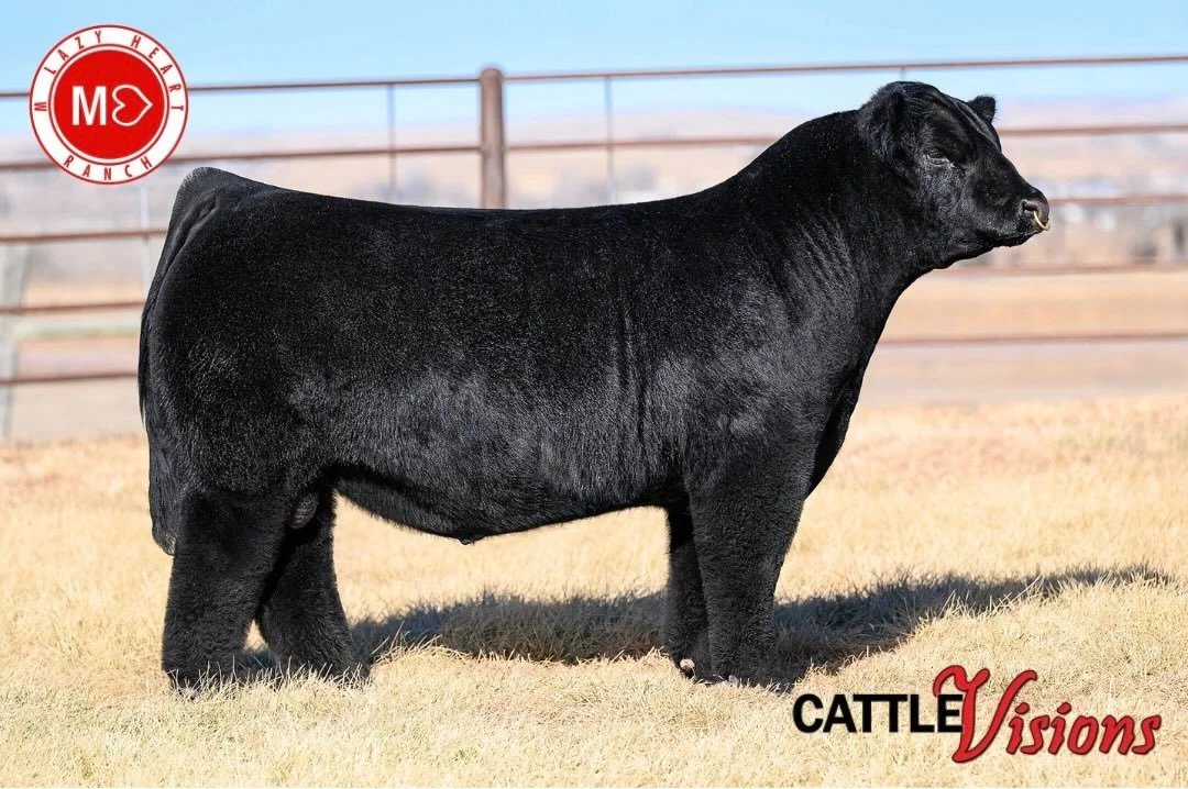 &rsquo;Tis the season 🧬
MIDNIGHT HAMMER NOW AVAILABLE THROUGH CATTLE VISIONS!

https://cattlevisions.com/midnight-hammer/?searchid=916160&amp;search_query=midnight

Here I am x 752 (Kelli clone)
DOB: 2025
BW: 88lbs
PHA Free, TH &amp; DS Carrier
9.25