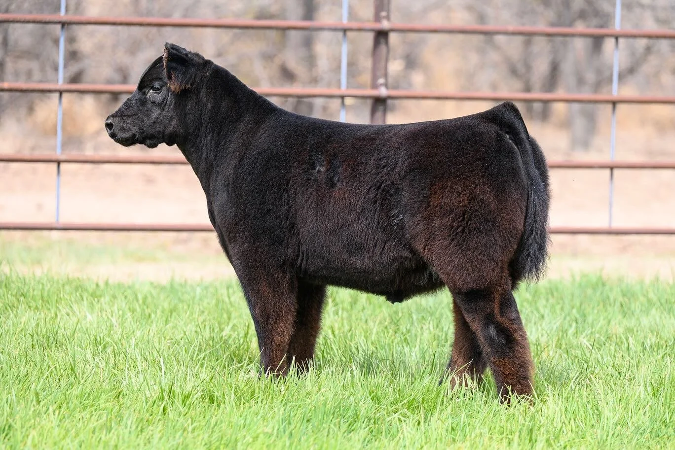 The only guy left in tact in our Spring offering and for good reason! Allow us to introduce:

Lot 2: Tag 18
May We All x L316 (M20 x Baby)
Maintainer/Chi

He&rsquo;s got the proportions, feature, fuzz and density to be a sure thing show steer, but he