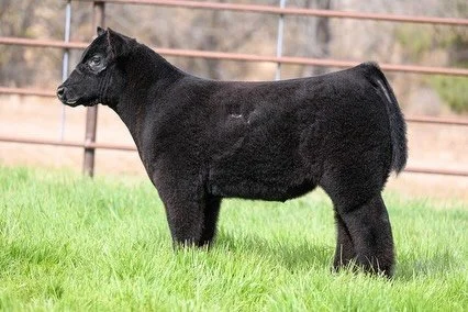 New World Order putting the freak factor in our spring sale! 

Lot 3: Tag 20
New World Order x G919 (Quality Counts x Torrington) 
He&rsquo;s freaky in all the right ways; huge muscle, wild look, and loaded with shag. Backed by a maternal sib that ha