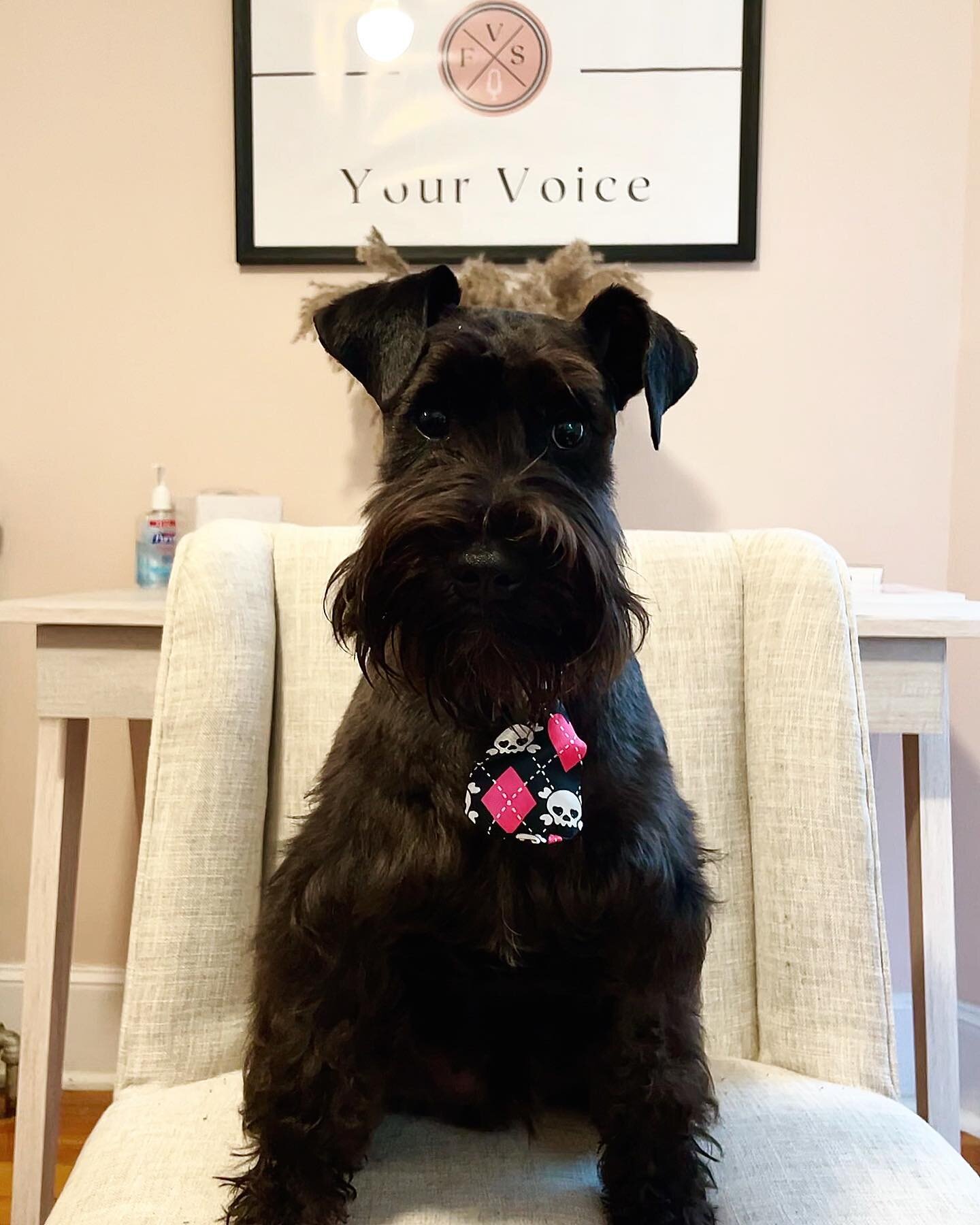 Meet our studio ambassador, Gatsby! In addition to helping with admin tasks (𝙡𝙞𝙠𝙚 𝙧𝙚𝙢𝙞𝙣𝙙𝙞𝙣𝙜 𝙮𝙤𝙪 𝙩𝙤 𝙧𝙚𝙜𝙞𝙨𝙩𝙚𝙧 𝙛𝙤𝙧 𝙛𝙖𝙡𝙡 𝙫𝙤𝙞𝙘𝙚 𝙡𝙚𝙨𝙨𝙤𝙣𝙨), Gatsby will be popping into your feed with motivational tips &amp; pract