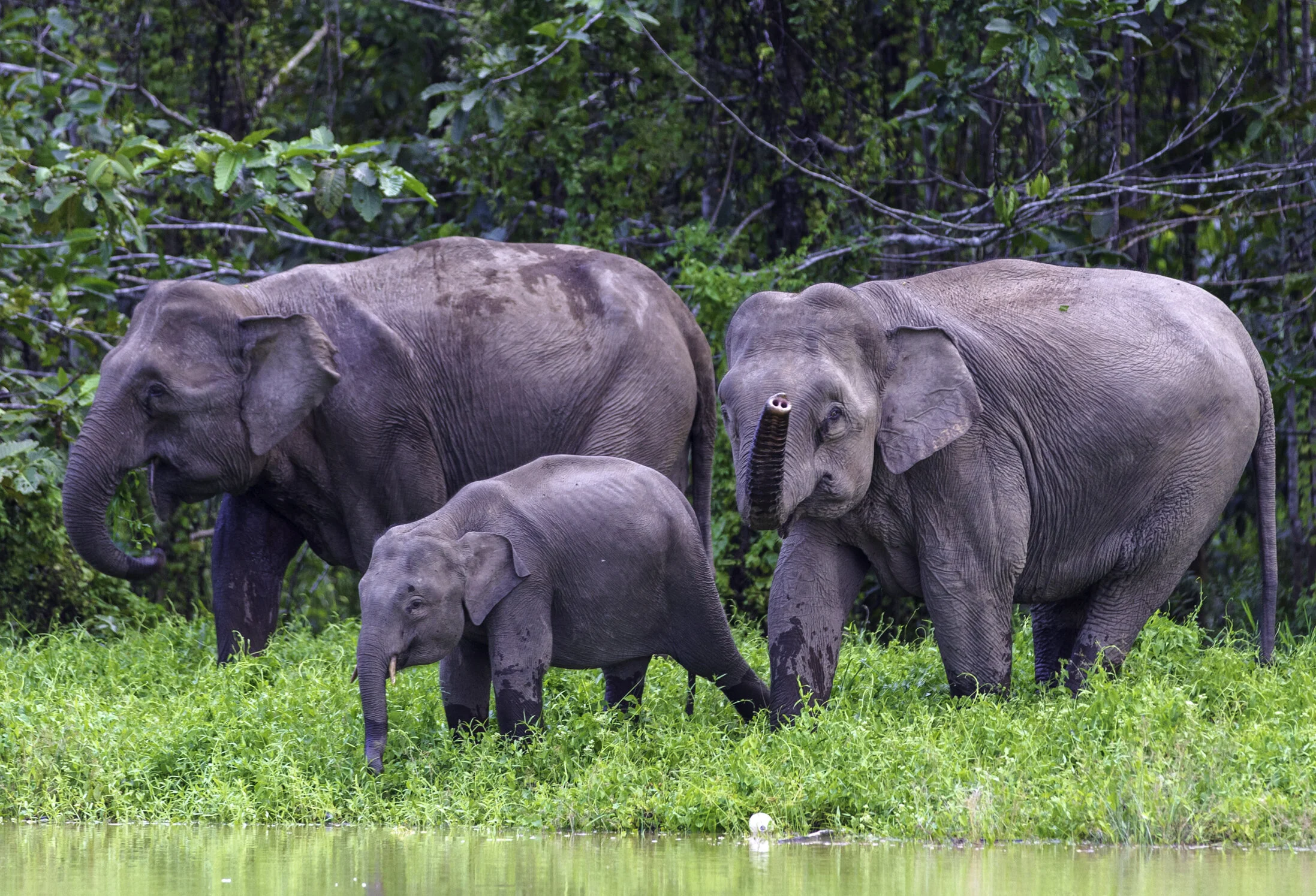 Borneo, Malaysia