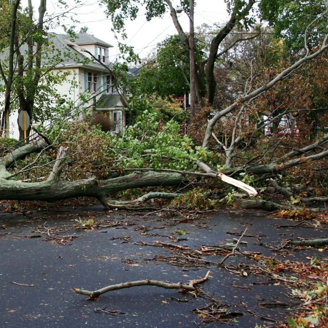 Emergency Tree Services | Top Line Tree Service