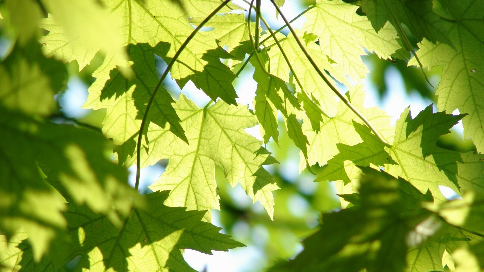 Top Line Tree Service SC