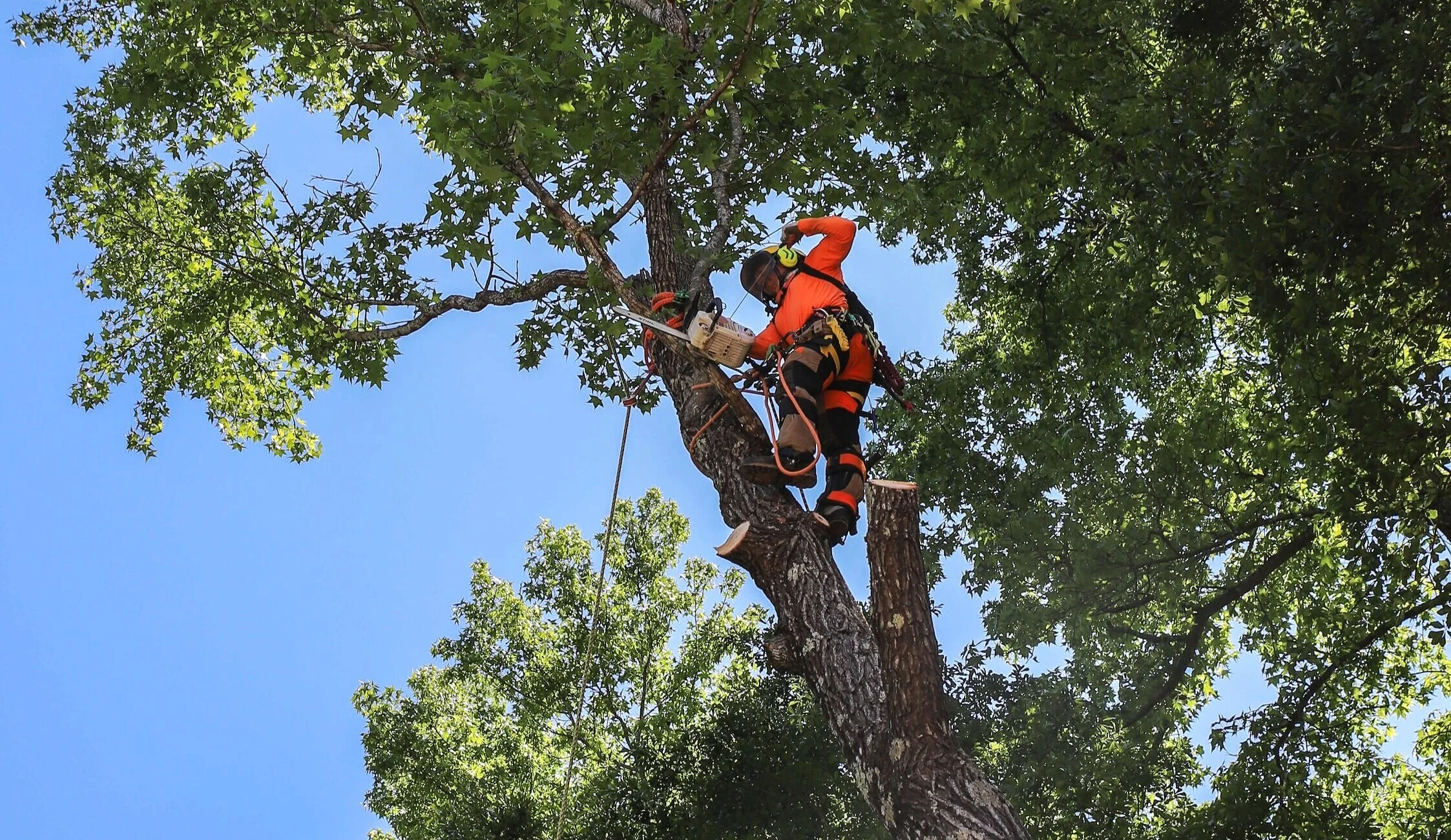 Top Line Tree Service