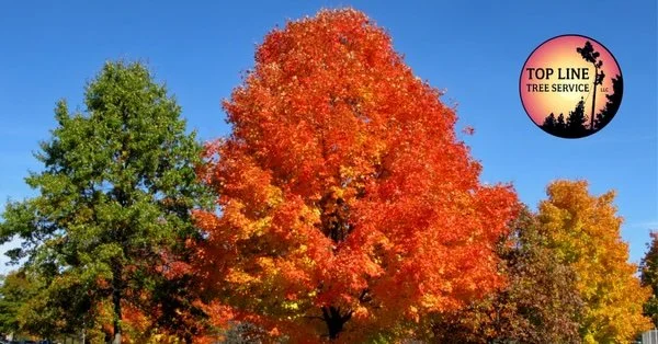 Pruning Maple Trees: Healthy Tree Care