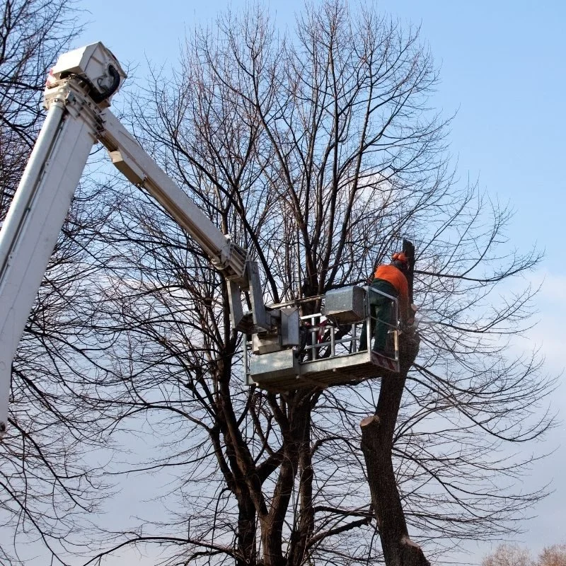 When is the Best Time for Tree Pruning in Fort Mill &amp; Tega Cay?