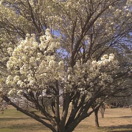 Invasive Tree Removal 