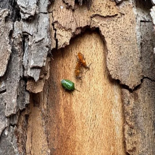 Emerald Ash Borer: Confirmed in the Carolinas