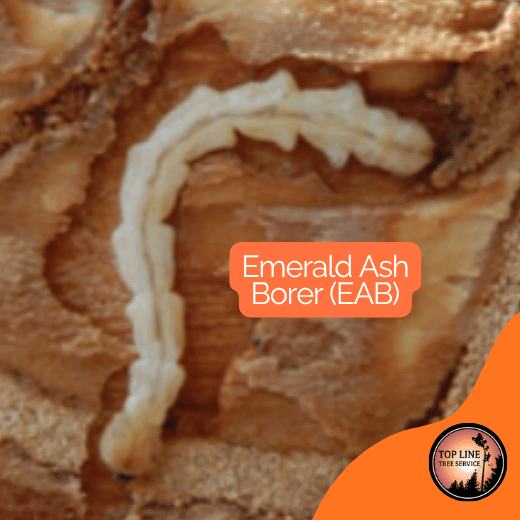 Emerald Ash Borer: Confirmed in the Carolinas