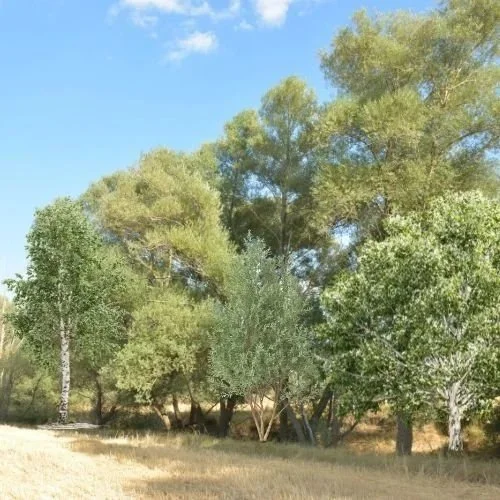 Tree Care During A Drought Season