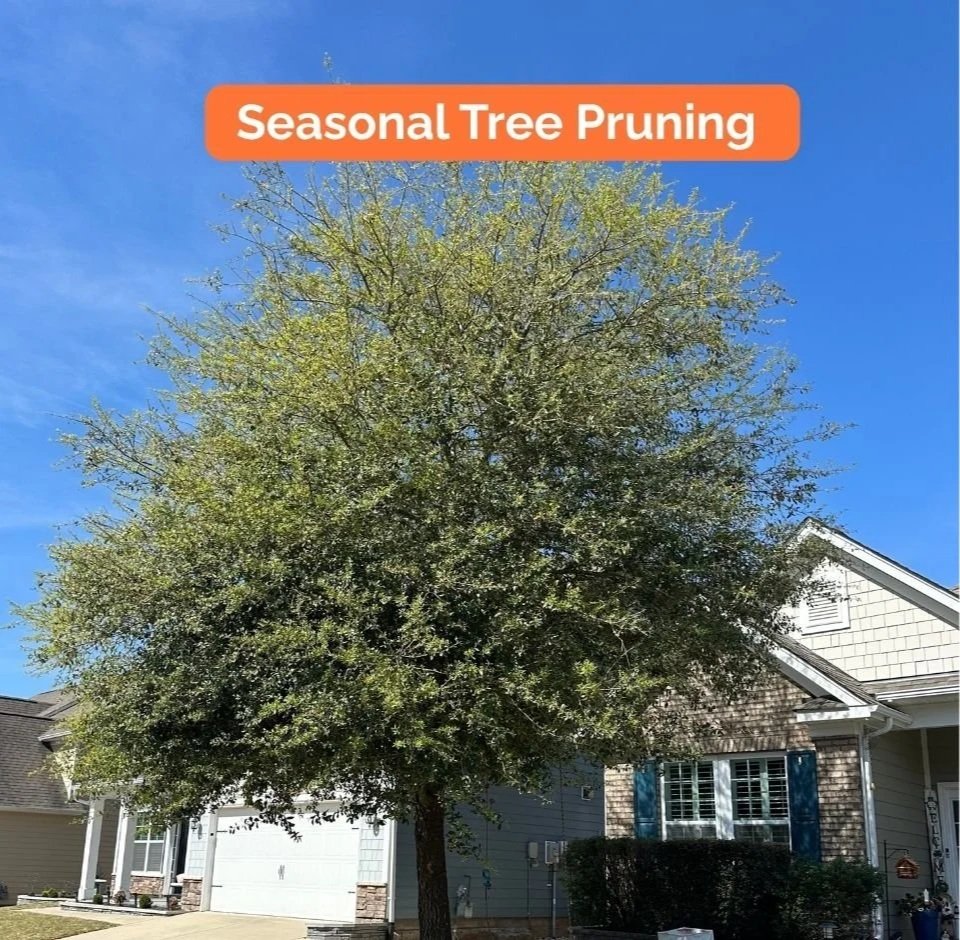 tree pruning 