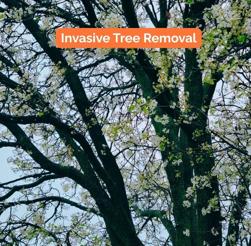invasive tree removal