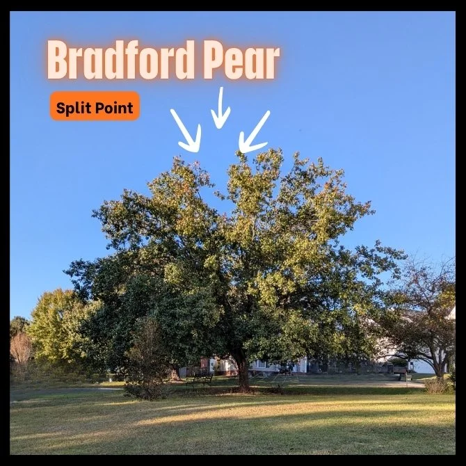 Bradford Pear Tree Removal | Fort Mill, Charlotte