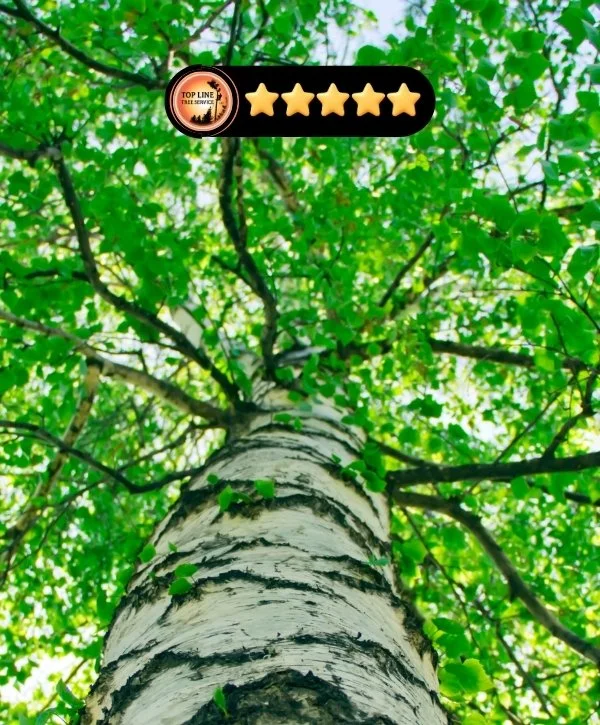 tree service reviews top line tree service