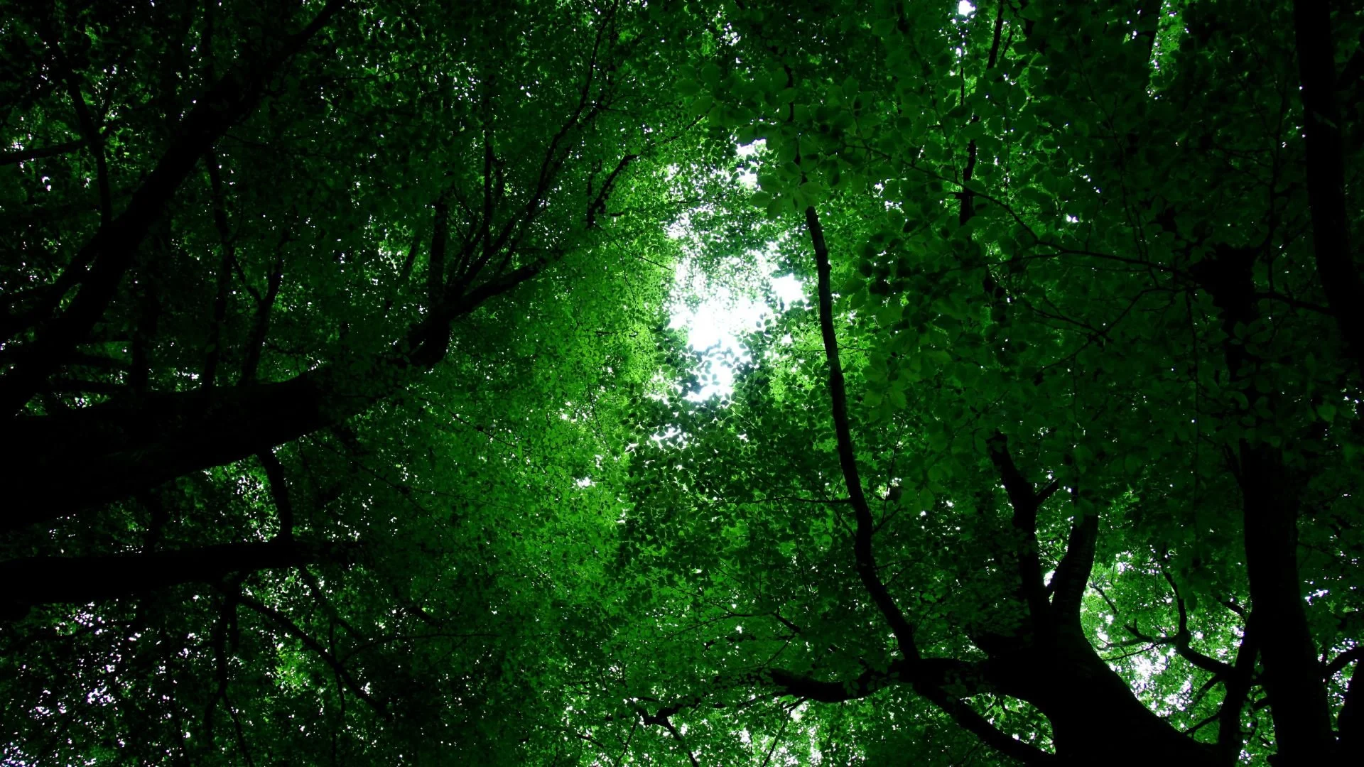 Top Line Tree Branding .jpg