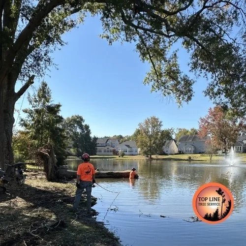 Summer Tree Care in Charlotte, Fort Mill, and Surrounding Areas