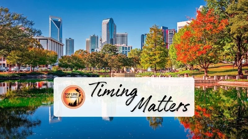 pruning trees in fort mill charlotte