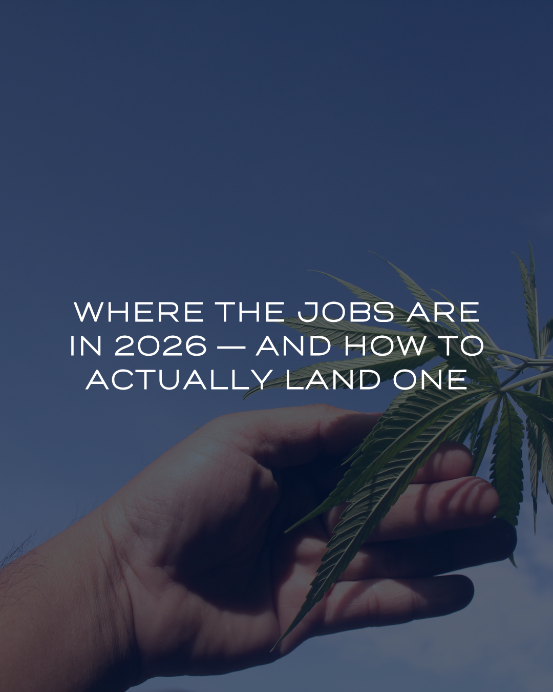 Where the Jobs Are in 2026 — And How to Actually Land One