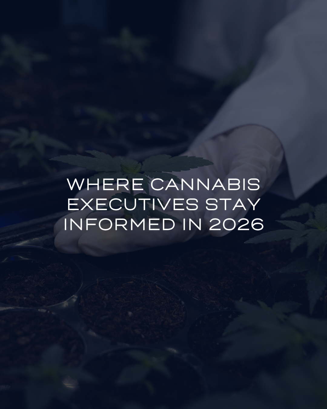 Cannabis Industry News Sources Every Executive Should Know