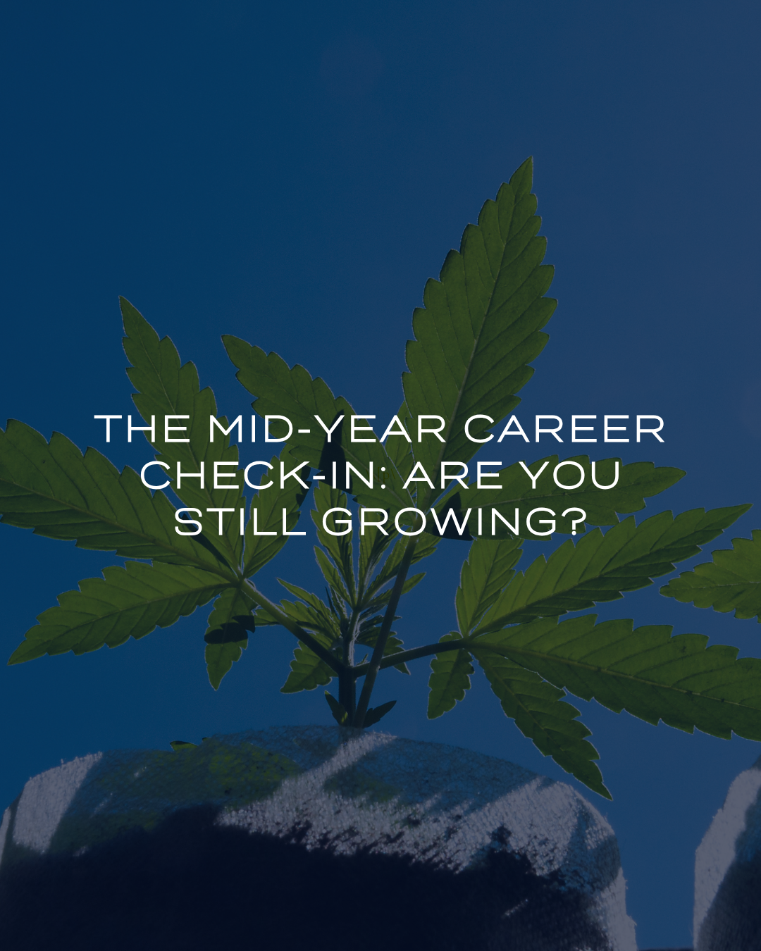 The Mid-Year Career Check-In: Are You Still Growing?