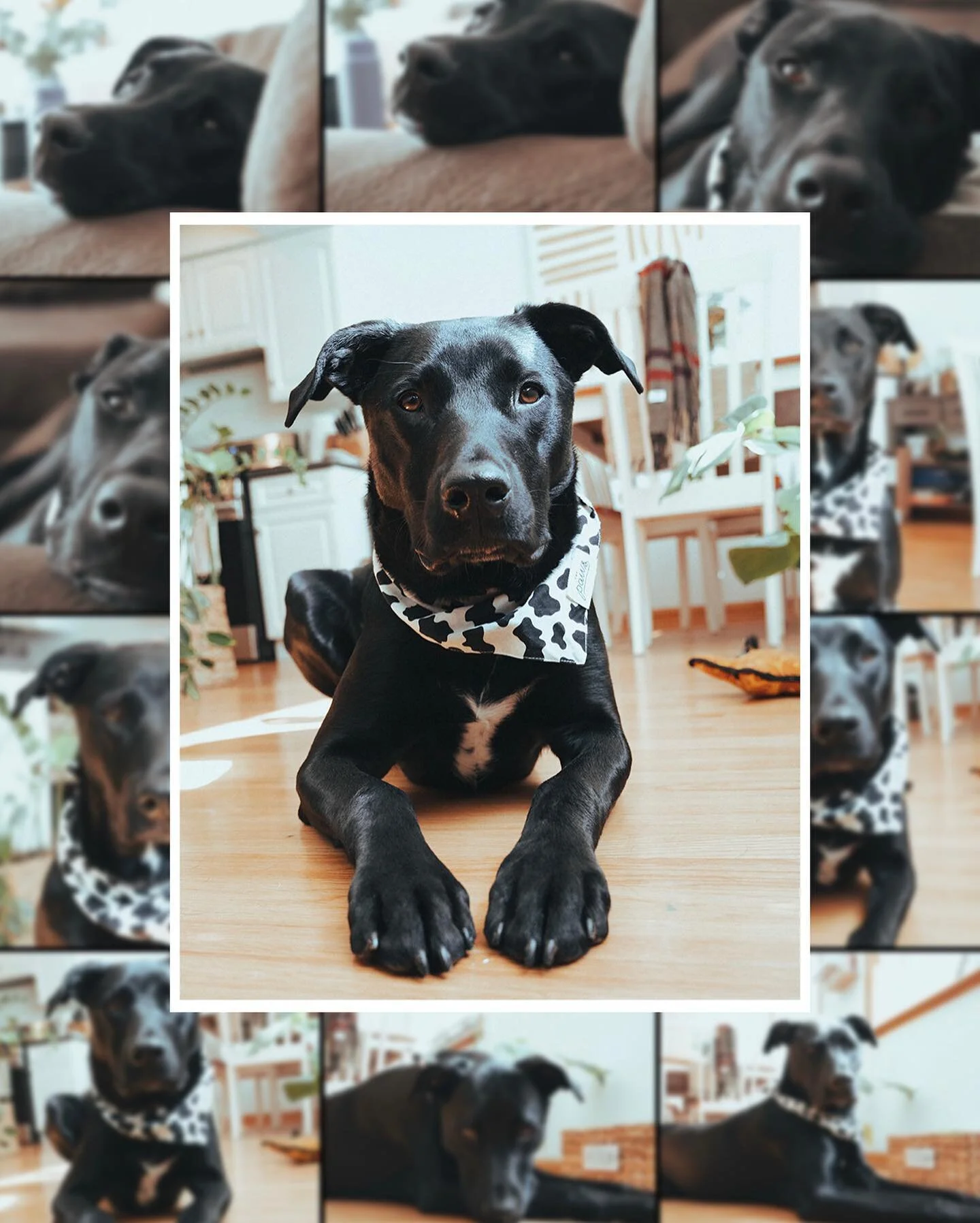 Murph is going to miss the natural light in this apartment 

#sony #sonya7iii #sonyalpha #dogsofinstagram